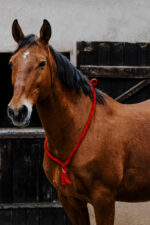 Ethologischer Neckring von NORTON - Image 5