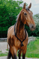 Ethologischer Neckring von NORTON - Image 13