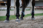 RIDING WORLD boots - Image 11
