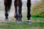 RIDING WORLD boots - Image 15
