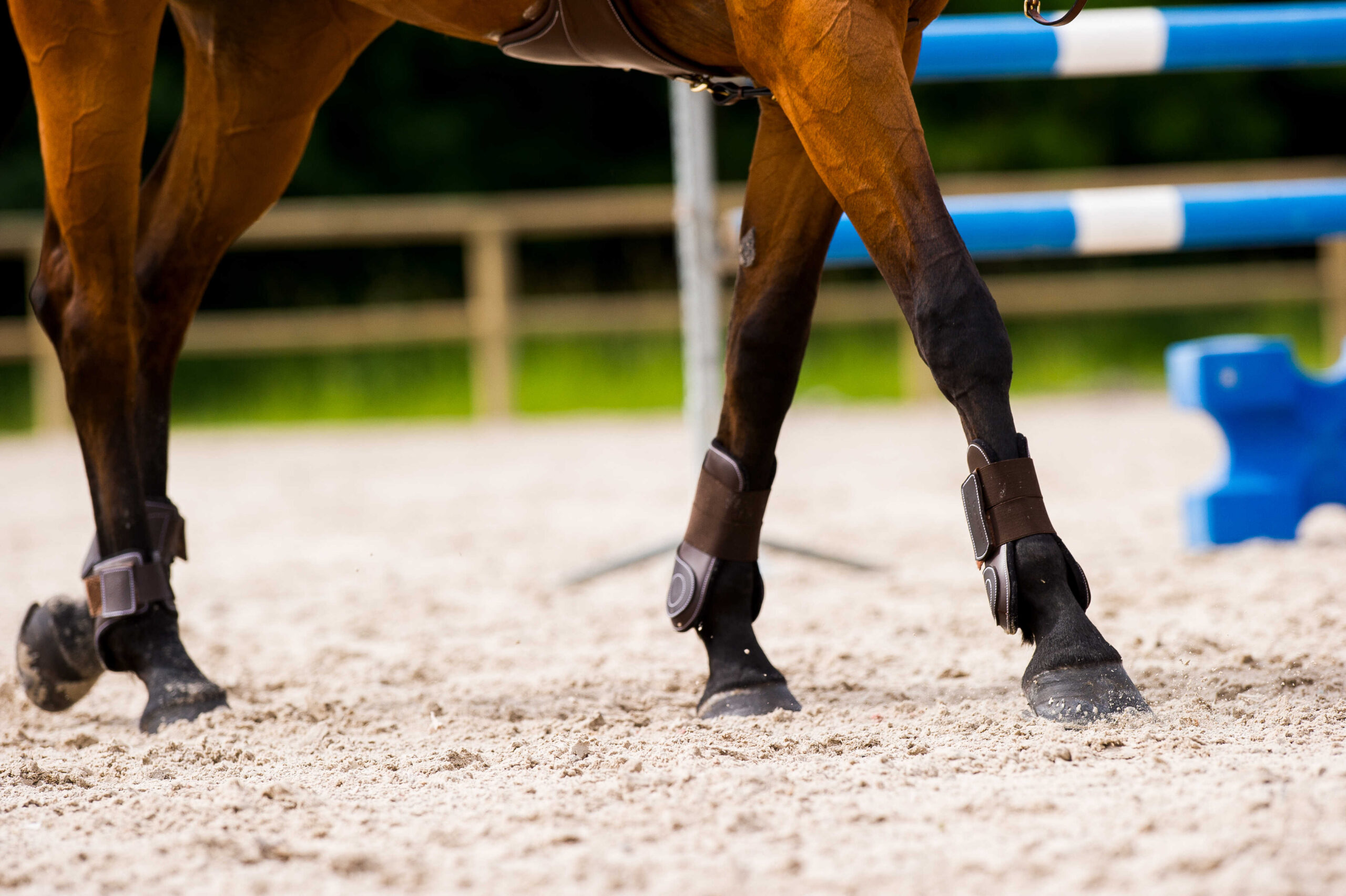 NORTON “Synthetic” fetlock boots with double shell