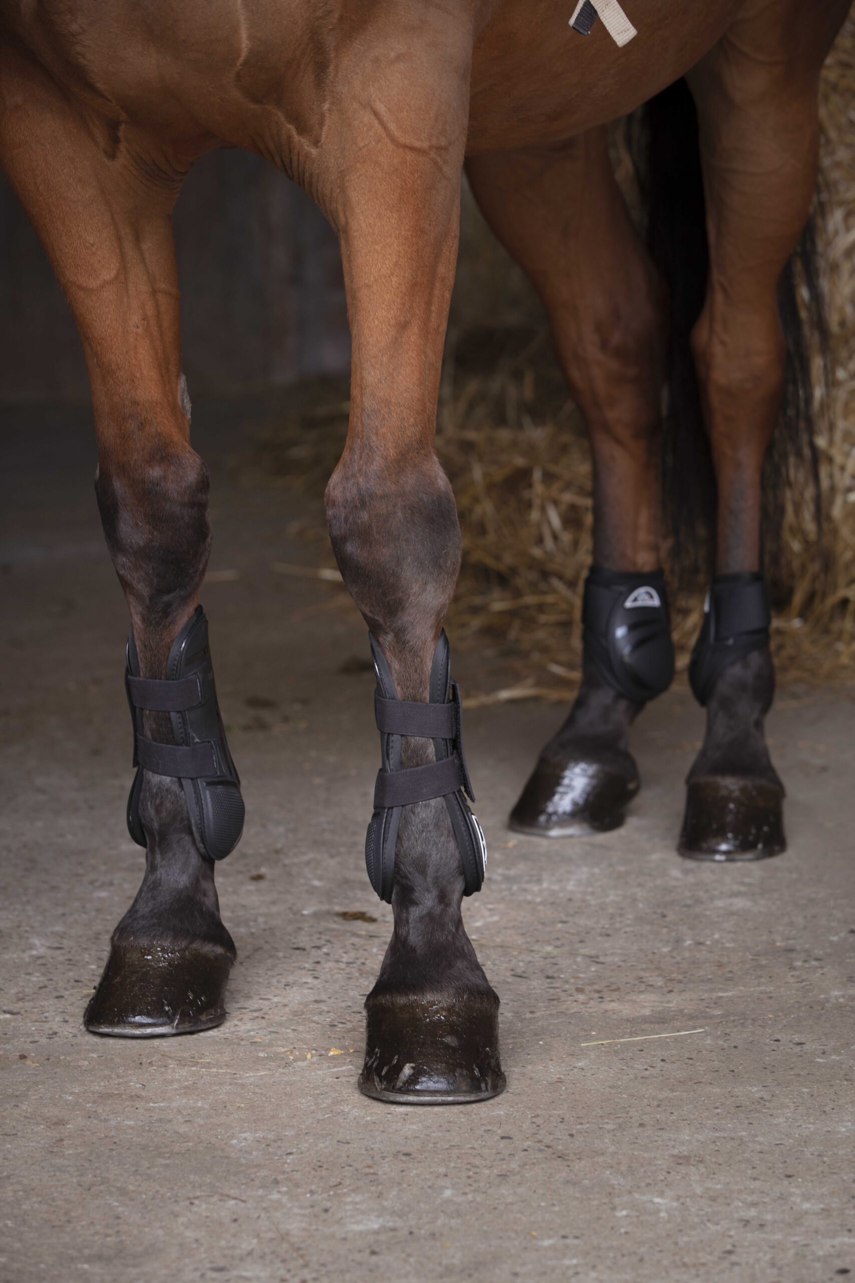 530661023_ambi_1 Fetlock boots NORTON - XTR - Image 1