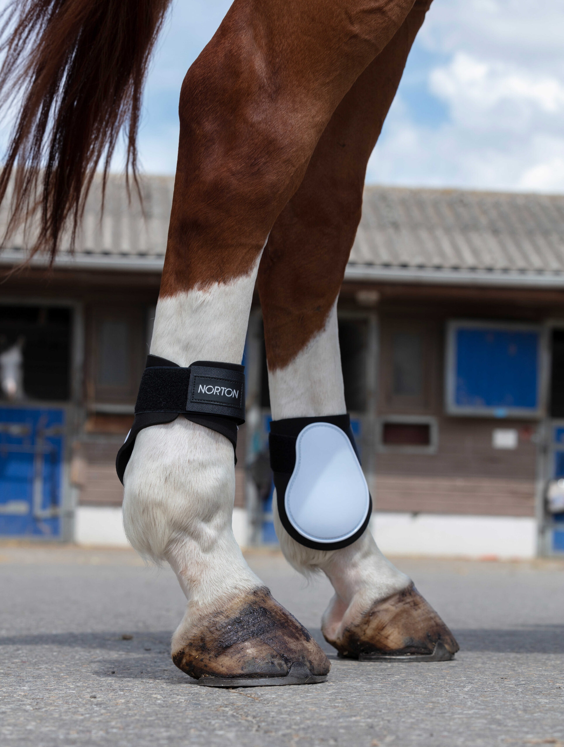 NORTON Fetlock Boots