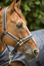 LAMI-CELL halter - Elegance - Image 19