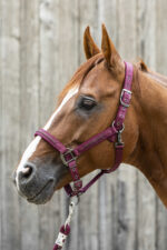 Licol LAMI-CELL - Sparkling - Image 15