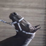 Halfter LAMI-CELL - Midnight - Image 12