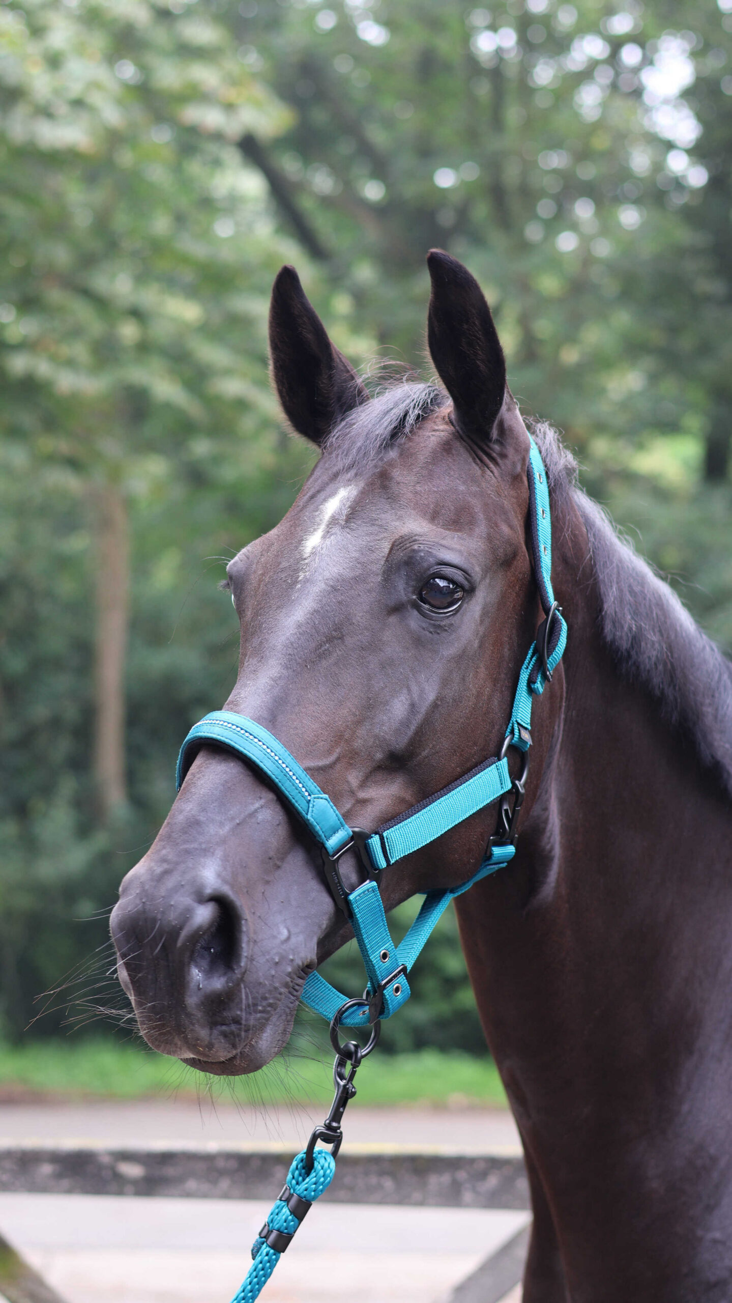 LAMI-CELL tie-up rope - Charming