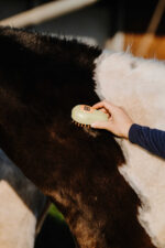 HIPPOTONIC - Vapeur - Curry Comb - Image 3