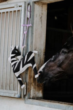 HIPPOTONIC - Zèbre - Toys for horses - Image 4