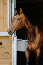 HIPPOTONIC feed bucket with hook and handle - Image 3