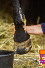 EQUINATURA Kühlgel - Image 5