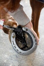 ALODIS CARE Oil - Hoof frog cleaner - Image 2