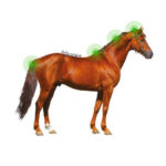 ANIMADERM Lotion - DERFEN™ Original - Image 6