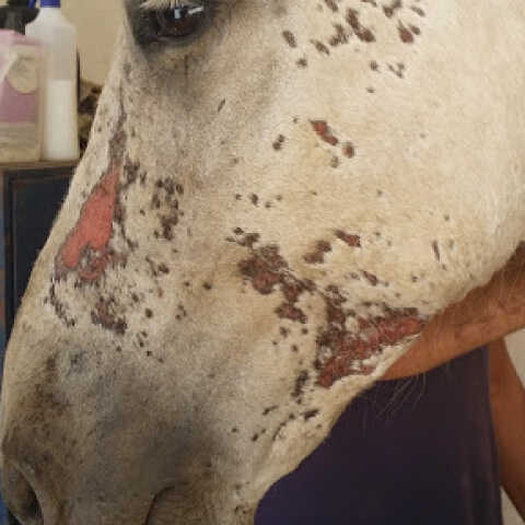 ANIMADERM Repair Cream - CUTENE™