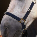 ANIMADERM Repair Cream - CUTENE™ - Image 2