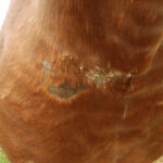 ANIMADERM Repair Cream - CUTENE™ - Image 3