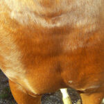 ANIMADERM Repair Cream - CUTENE™ - Image 4