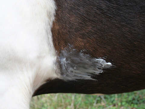 725006030_ambi_1 ANIMADERM Balsam - NATJELY™ - Image 1