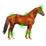 ANIMADERM Cream - DERFEN™ Original - Image 6