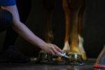 KEVIN BACON'S Hoof Oil - Liquid Hoof Dressing - Image 4