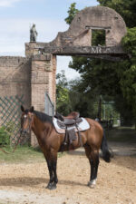 WESTRIDE Western saddle - Topeka - Image 13