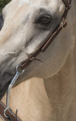 WESTRIDE Bridle by Franck Perret – 1 Ohr - Image 4