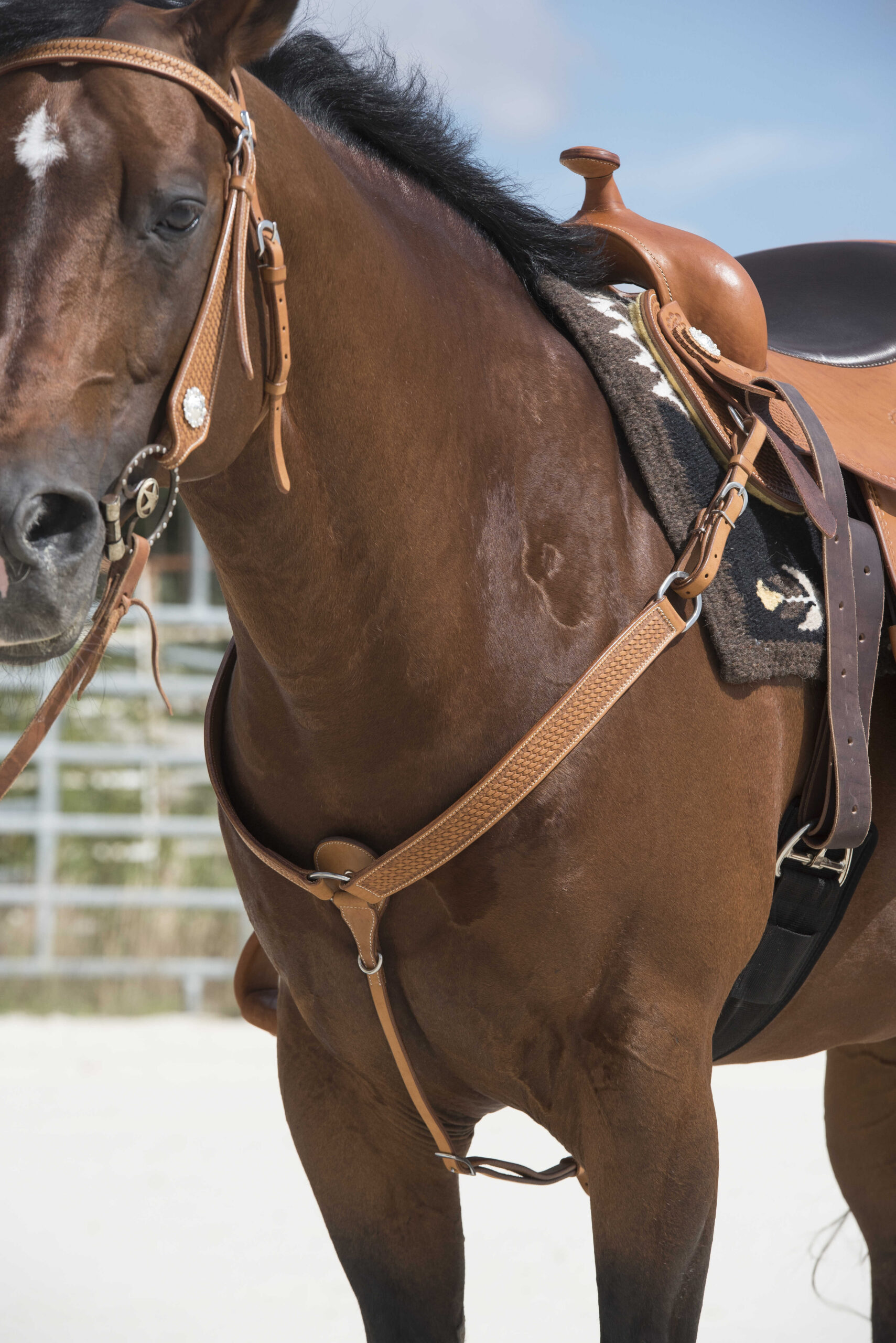 WESTRIDE hunting collar by Franck Perret - Aurora