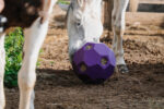 HIPPOTONIC Slow Feeder Ball for Hay - Image 3