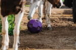 HIPPOTONIC Slow Feeder Ball for Hay - Image 4