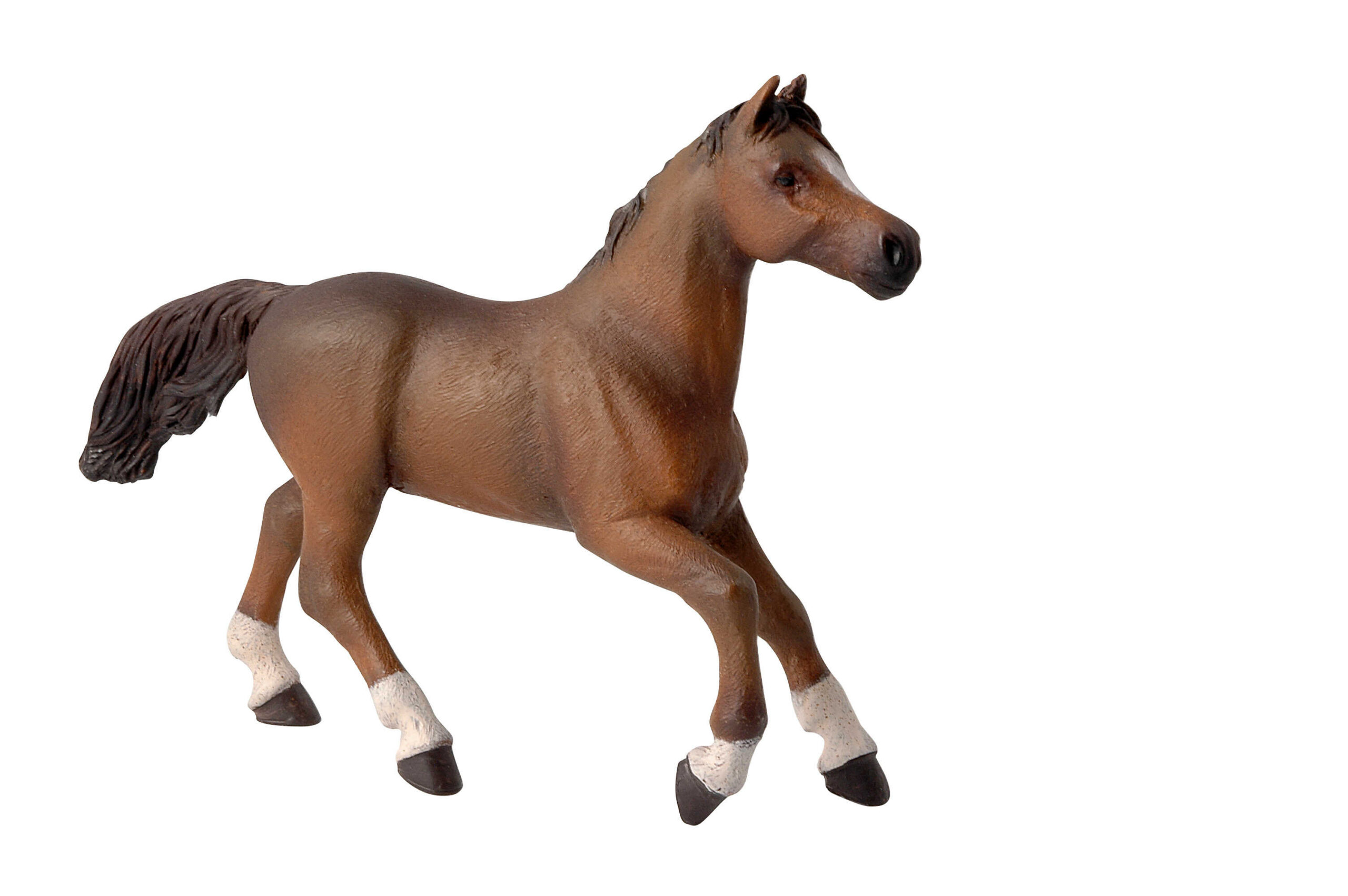 PAPO - Anglo-Arabian mare