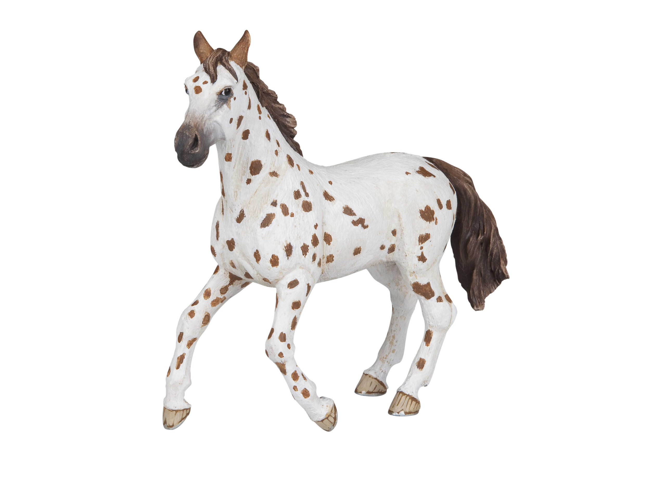 PAPO - Appaloosa Stud