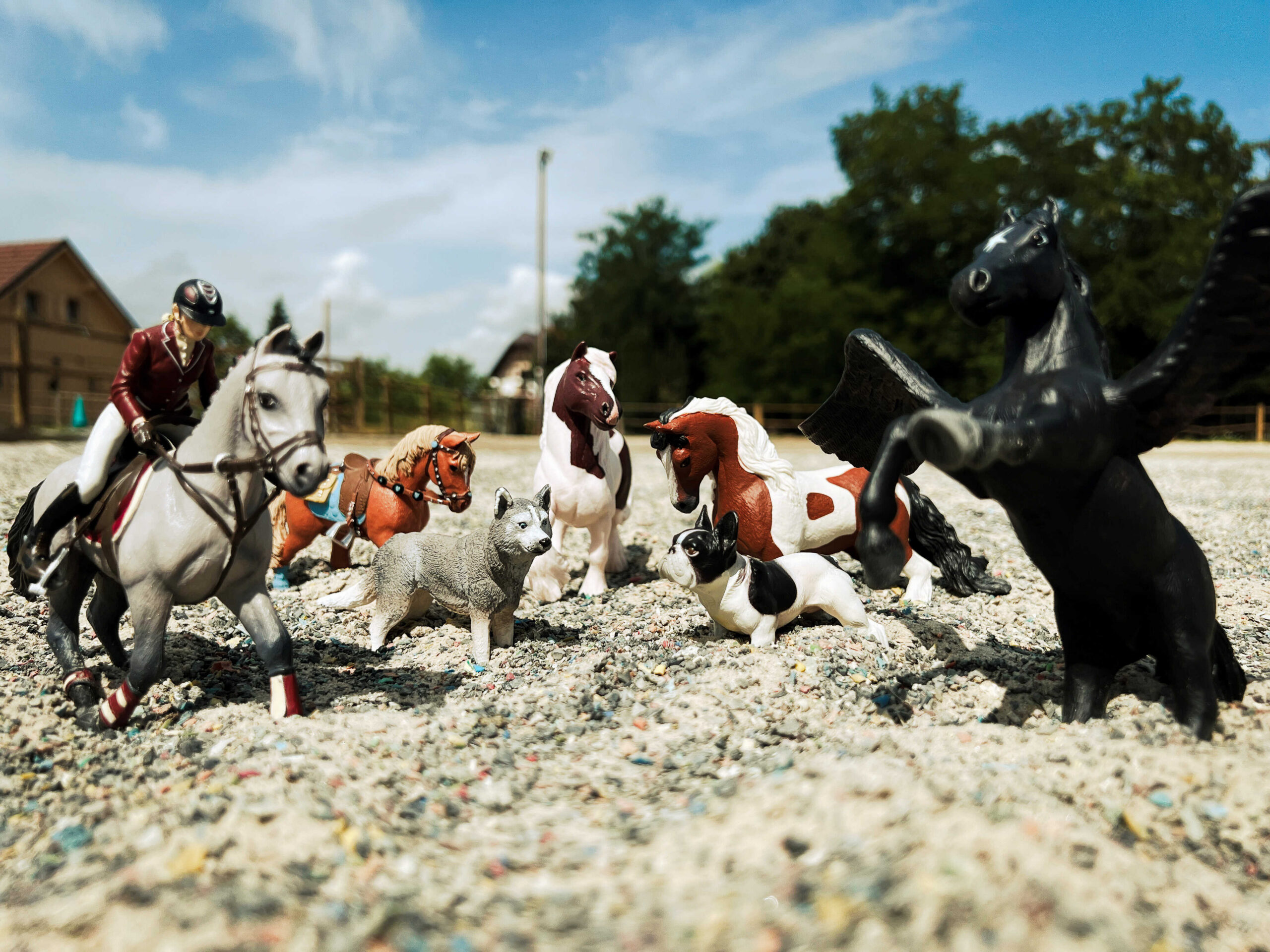 PAPO - competition horse with rider