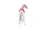 PAPO - White Arabian in parade outfit - Image 6