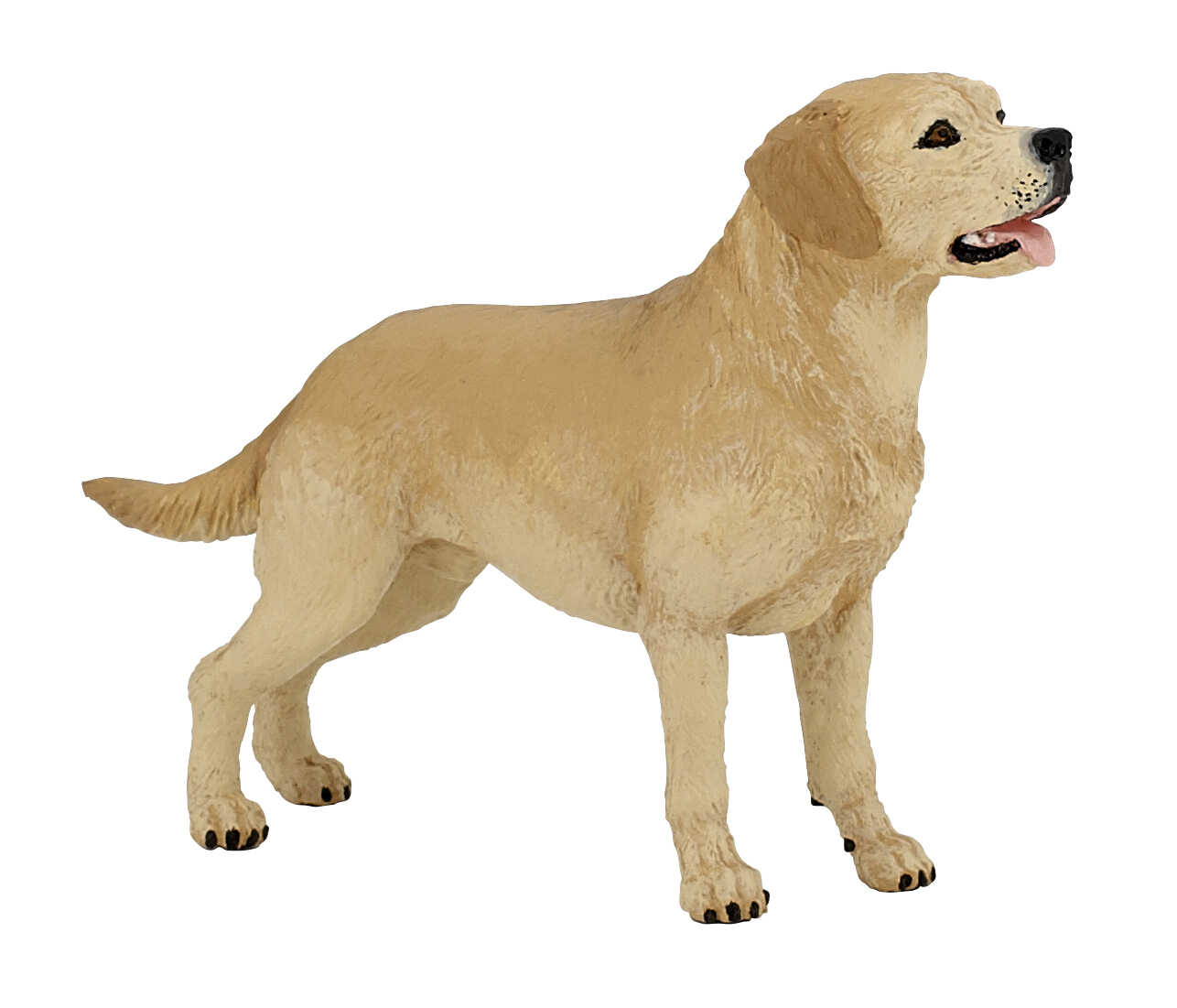 CHAT - Labrador
