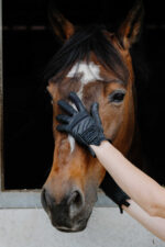 EQUITHÈME Je t'aime - Strass - Gloves - Image 9