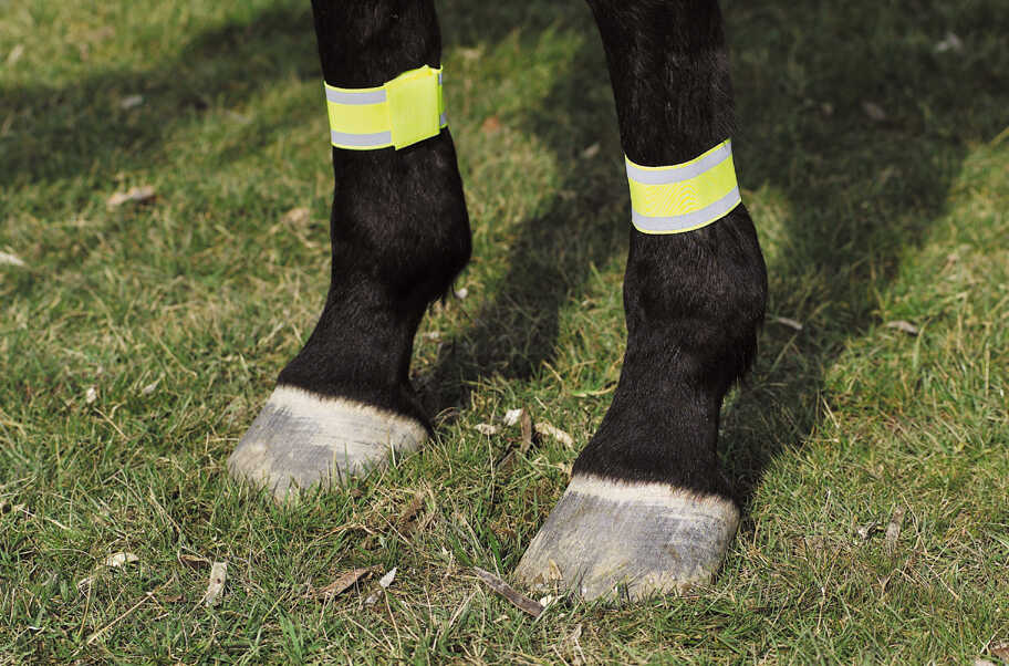 NORTON yellow bandages