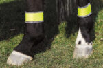 NORTON Yellow Hind Leg Bandages