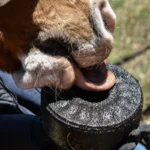 HORSYD Licked Supplement with Carbon Clay for digestion 1,8 kg. - Image 2