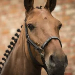 LAMI-CELL Halter + lead rope - Classical - Image 2