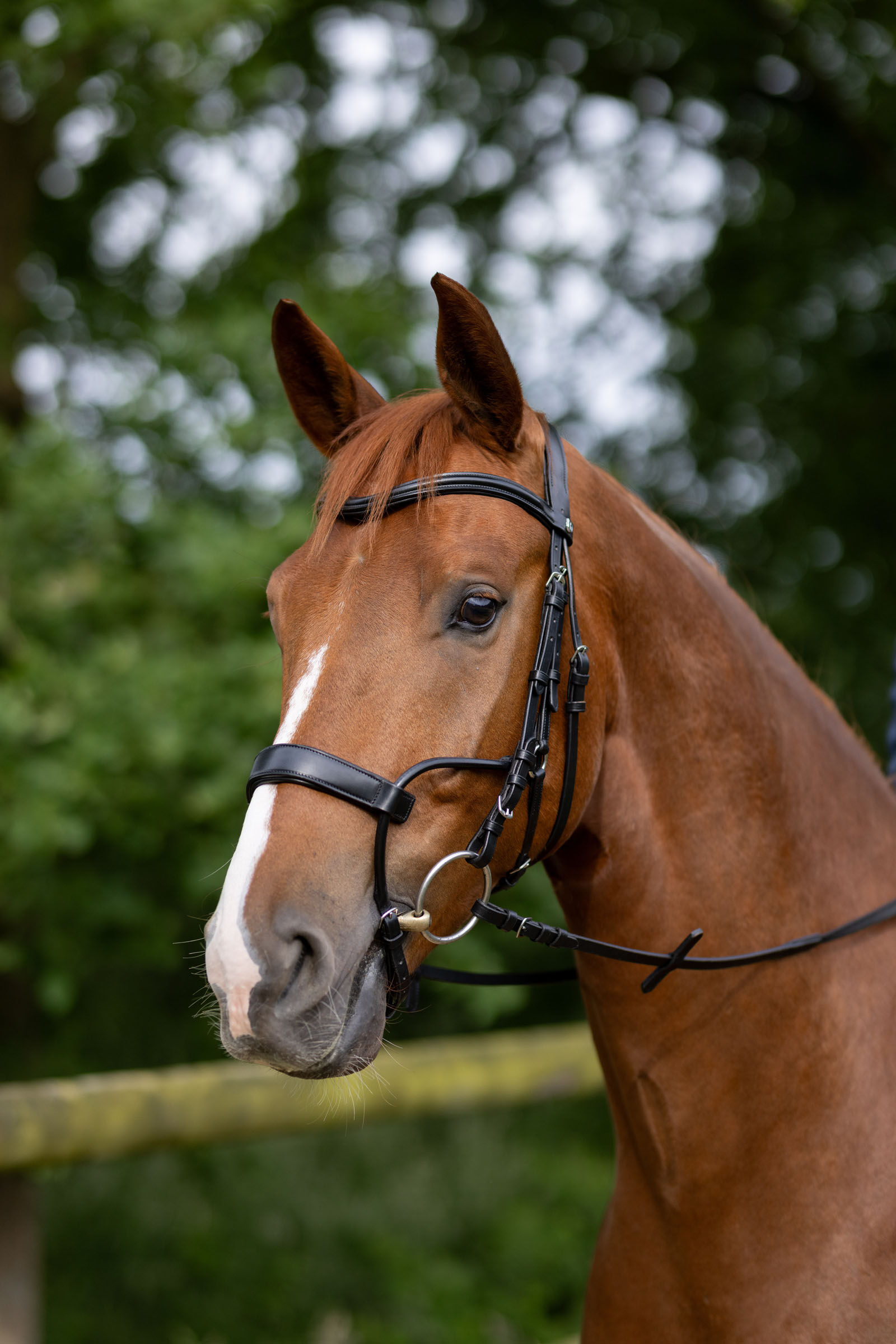 Horze Chio Bridle