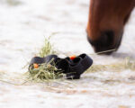 HEICA Tuck'n'Treat – Engaging Feeding Enrichment for Horses - Image 5