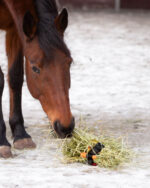 HEICA Tuck'n'Treat – Engaging Feeding Enrichment for Horses - Image 2