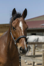 Halfter NORTON - Zari - Image 2