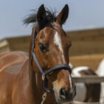 Halfter NORTON - Zari