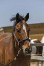 Halfter NORTON - Zari