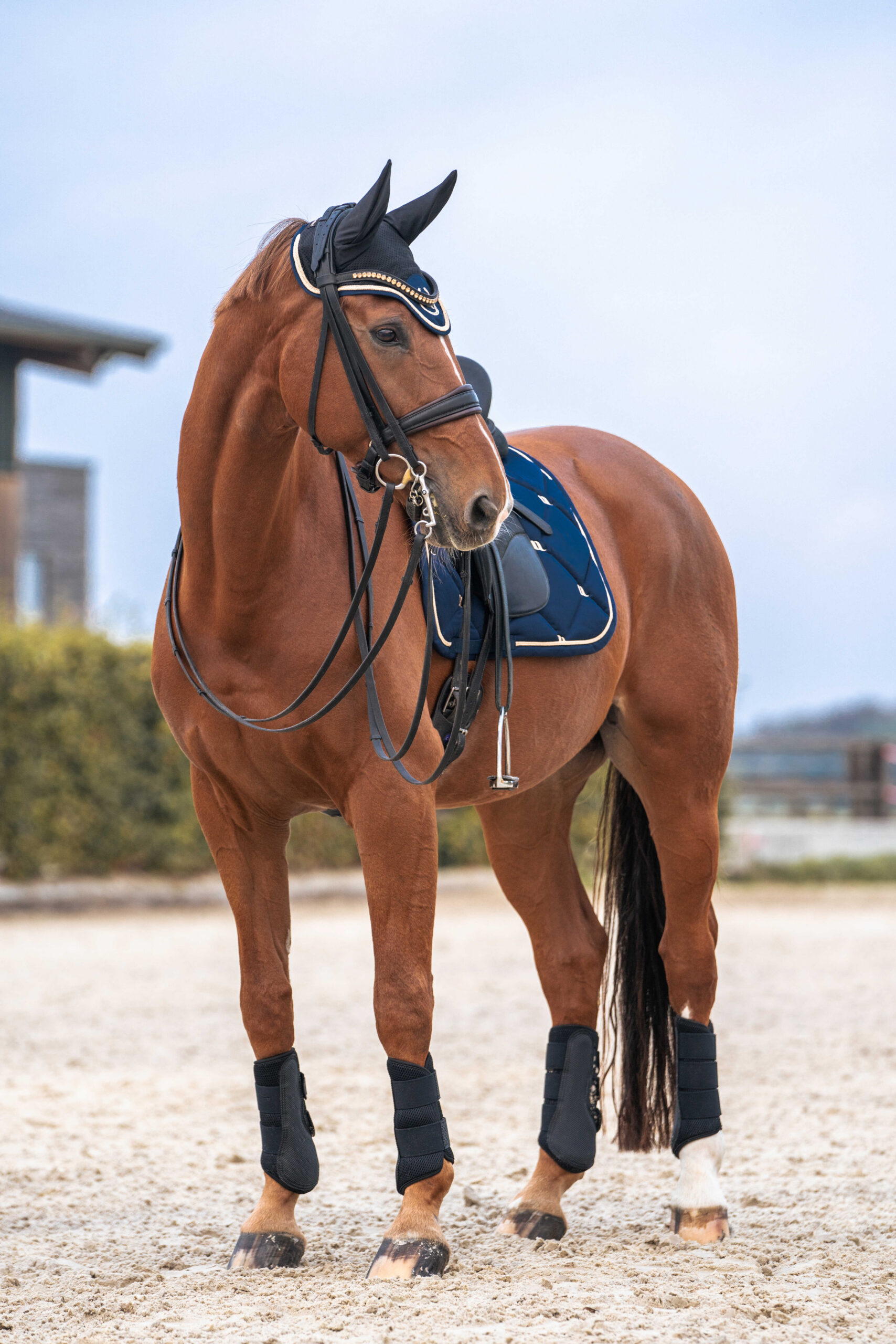DressurSaddle pad BACK ON TRACK® - Night Collection