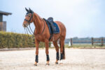 DressurSaddle pad BACK ON TRACK® - Night Collection - Image 2