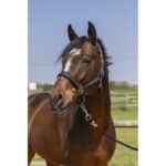 NORTON - 4lines - Headcollar - Image 3