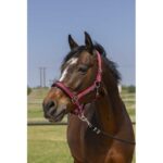 NORTON - 4lines - Headcollar