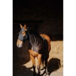 EQUITHEME - Lycra/Mesh - Full Neck Protection